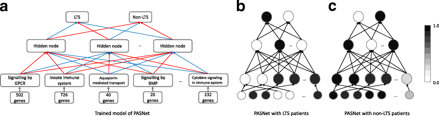 The application of pathway-associated sparse deep neural network for prognosis prediction from high throughput data (PASnet) on LTS and non-LTS data