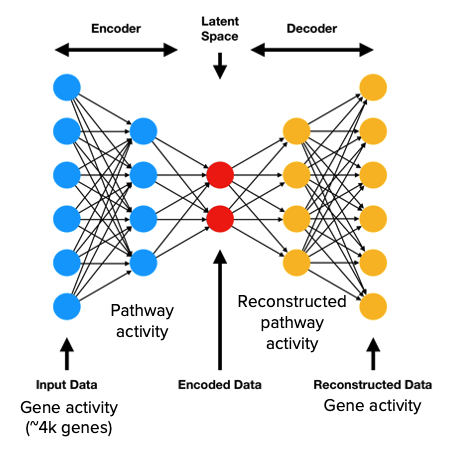 Image showing the structure of the encoder, latent space and decoder layers of the approach where input gene activity data is encoded via pathway activity and then decoded into reconstructed pathway activity and gene activity networks.